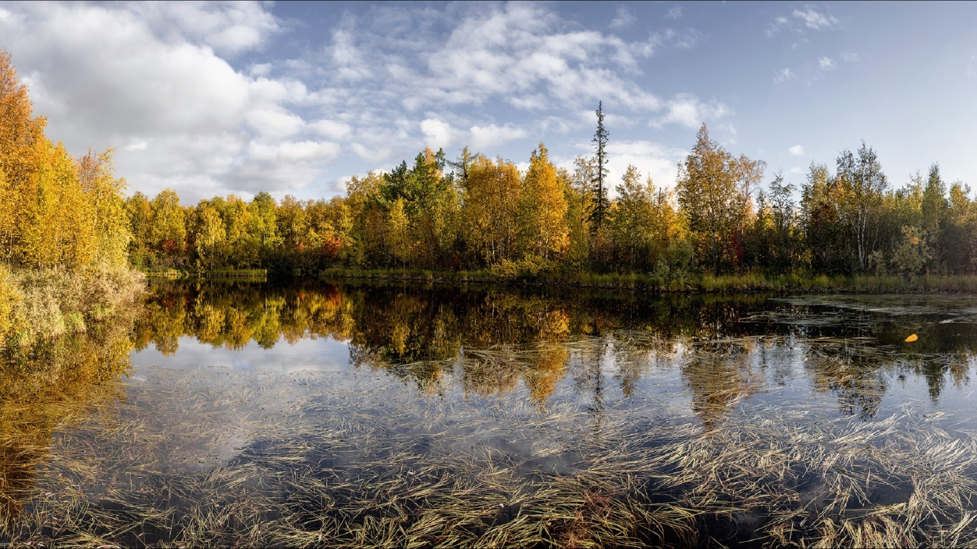 Лес поле река фото