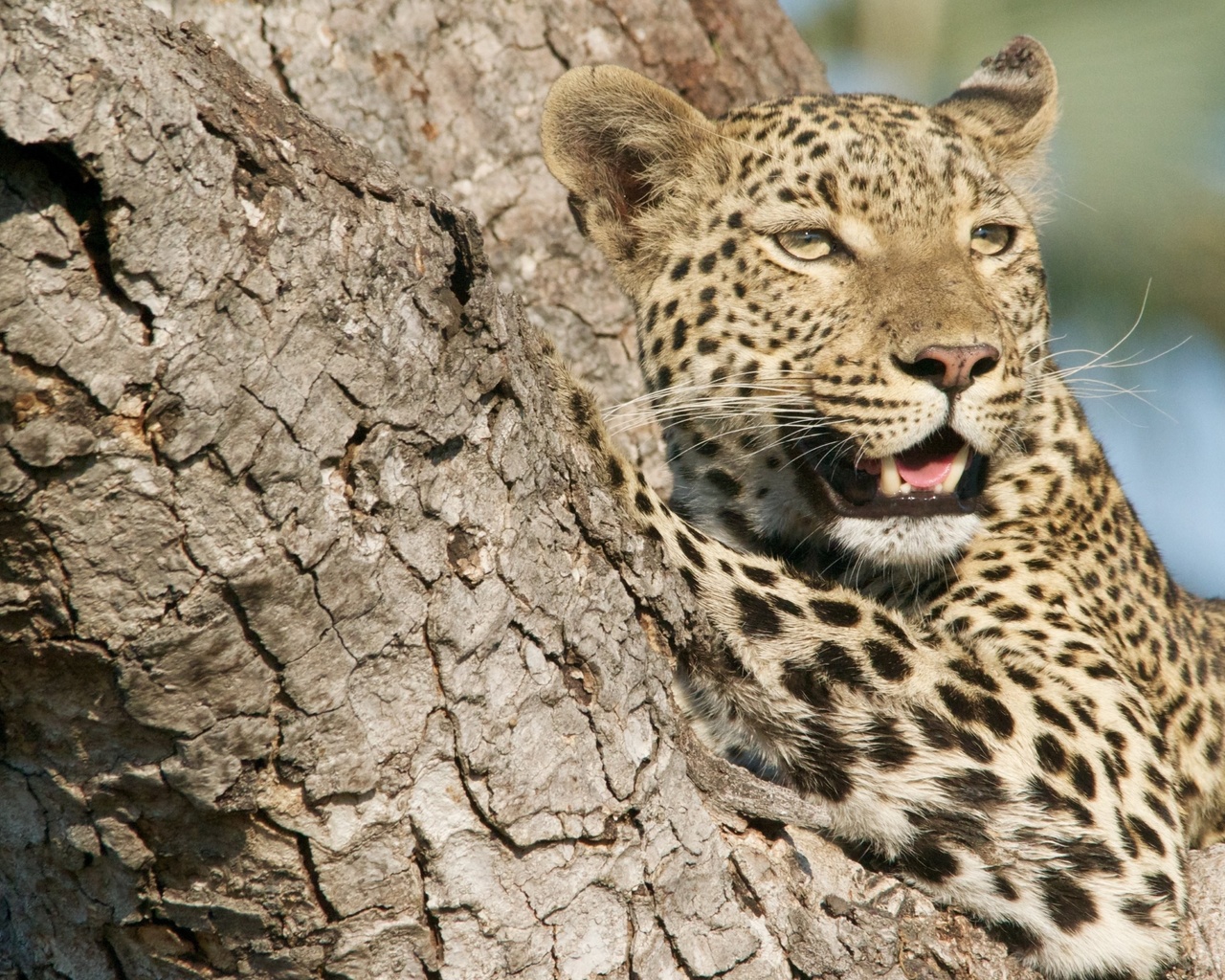 leopard, , 