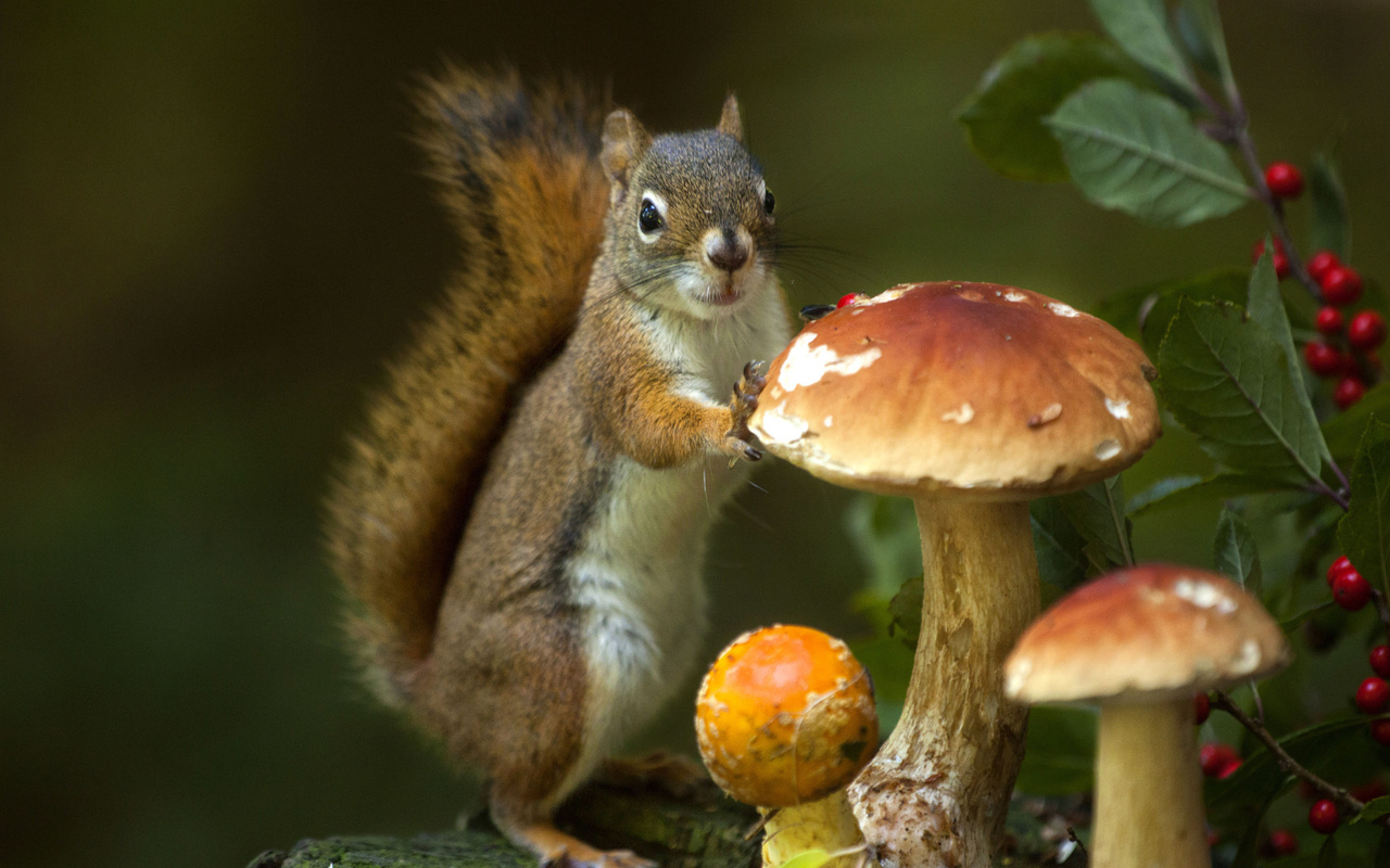 andre villeneuve, , , , , , 