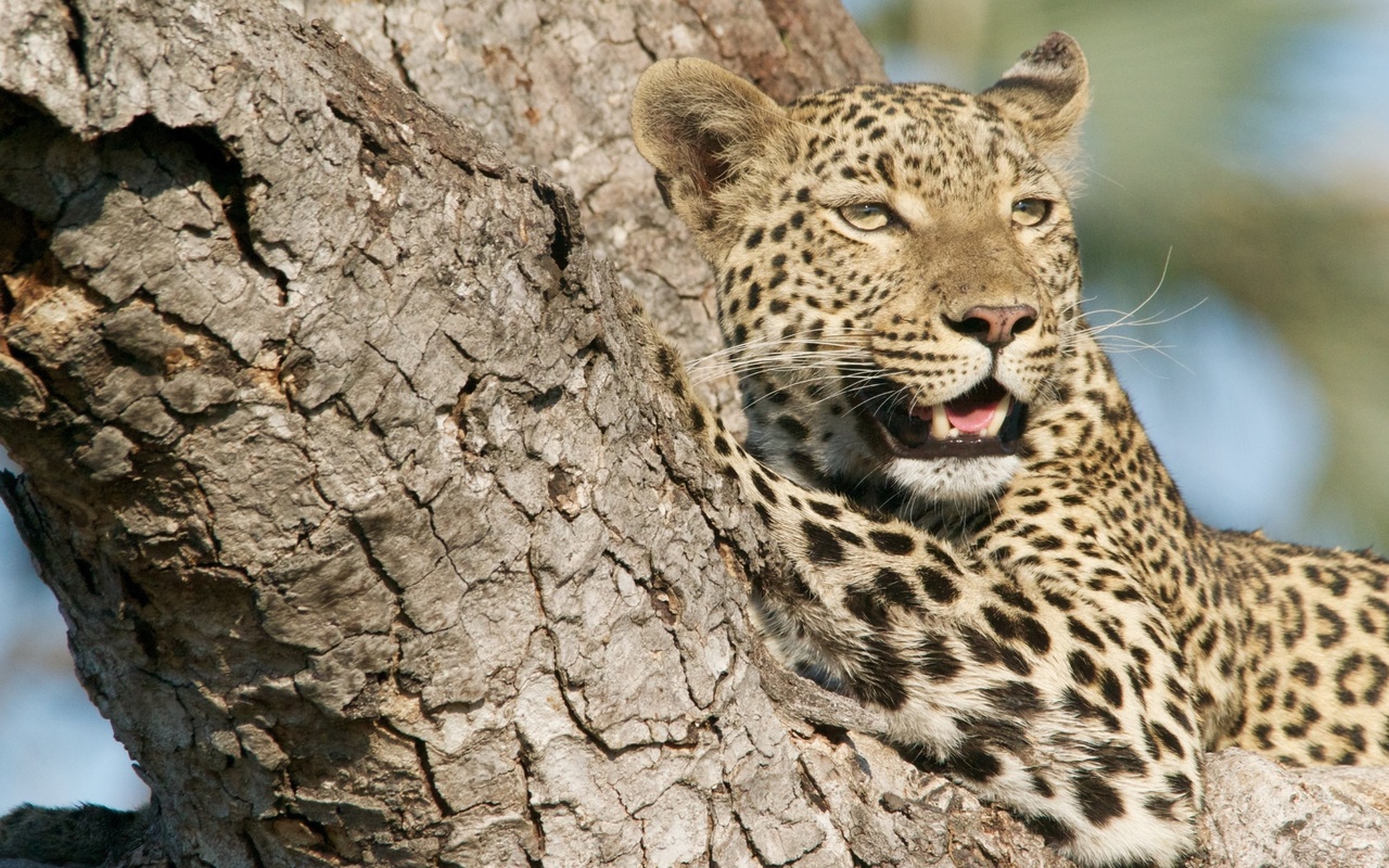 leopard, , 