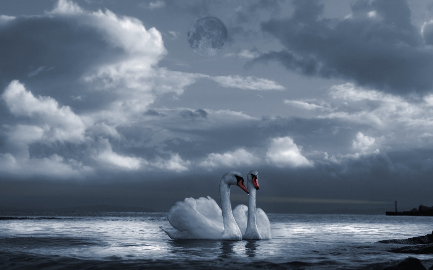 два лебедя в небе картинки