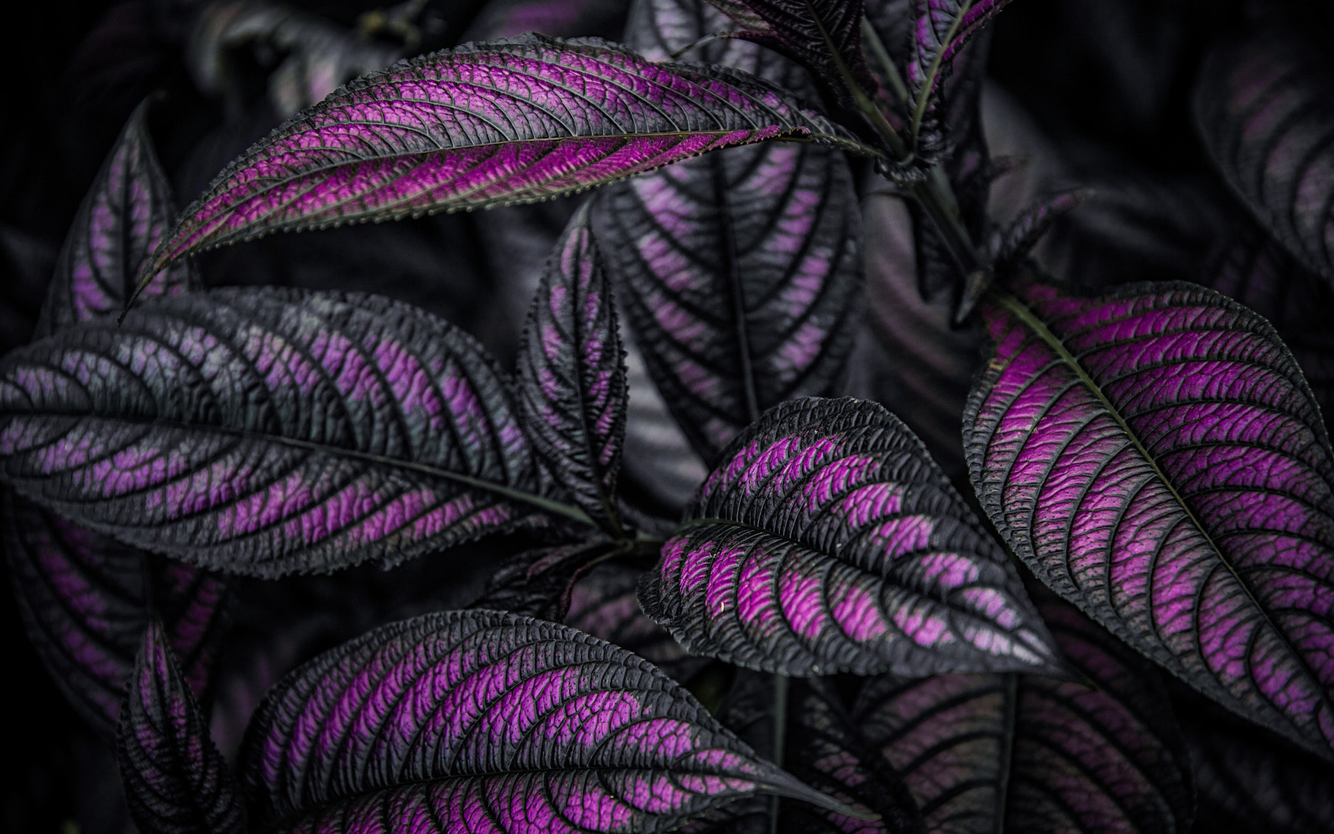 Фиолетовые тропические растения