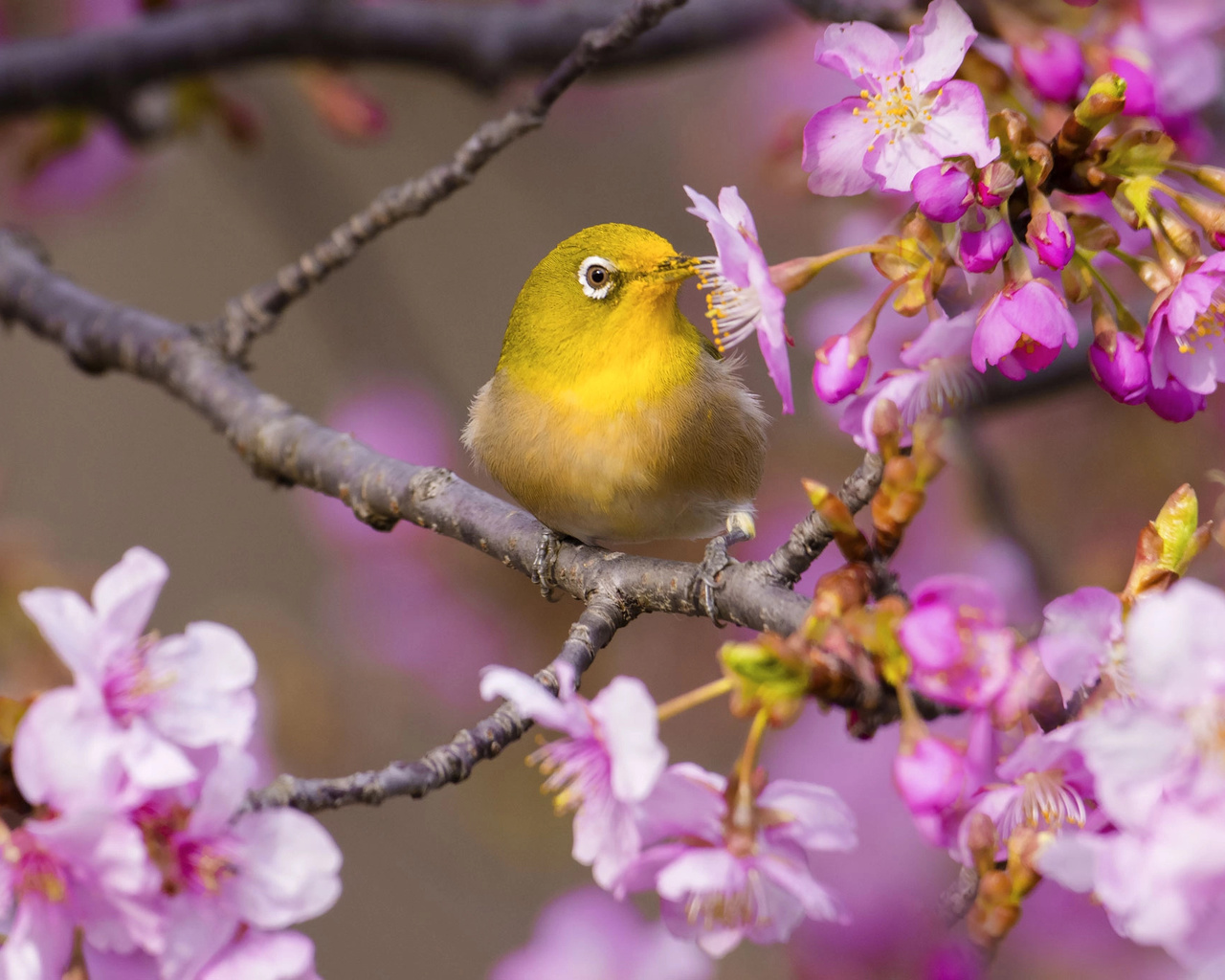  , , ,  , , , , , white-eye