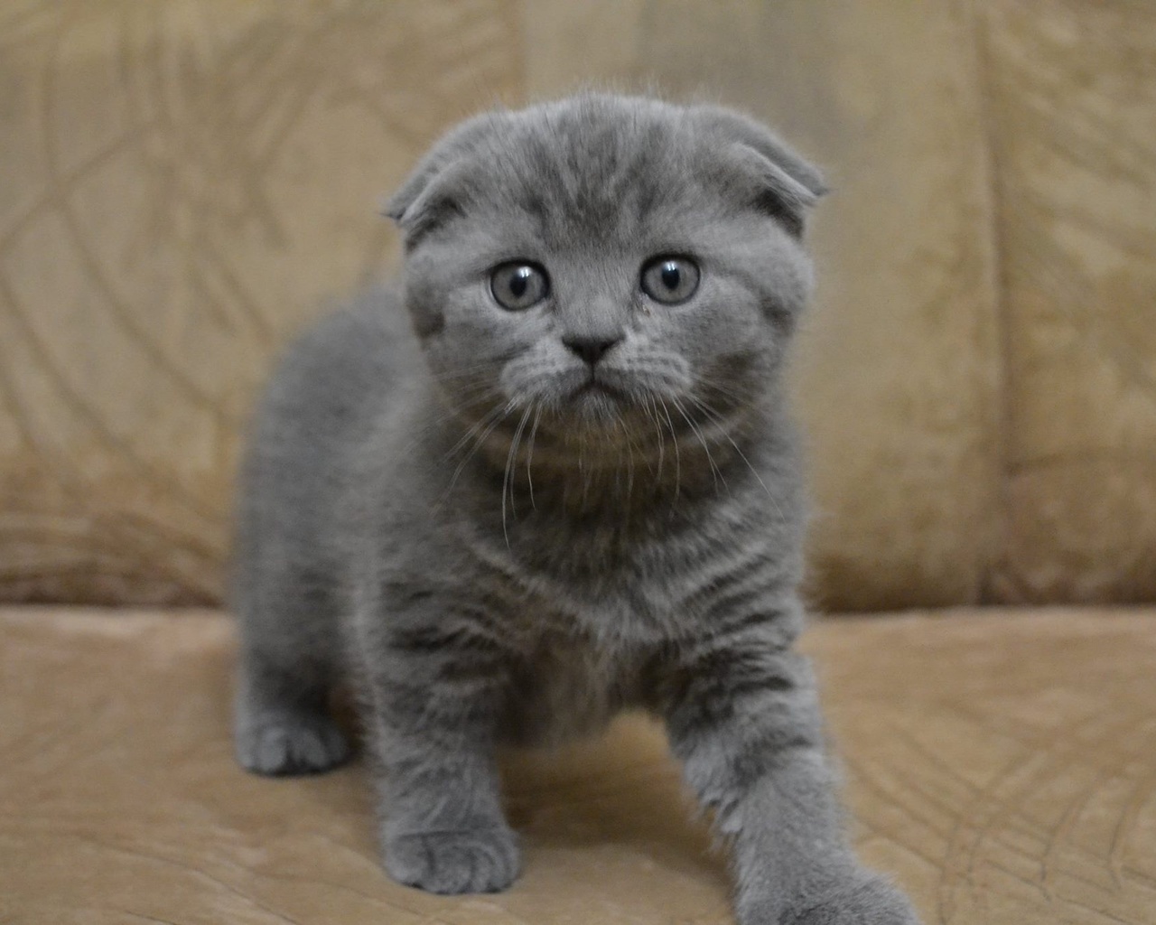 шотландский котенок 1 месяц фото