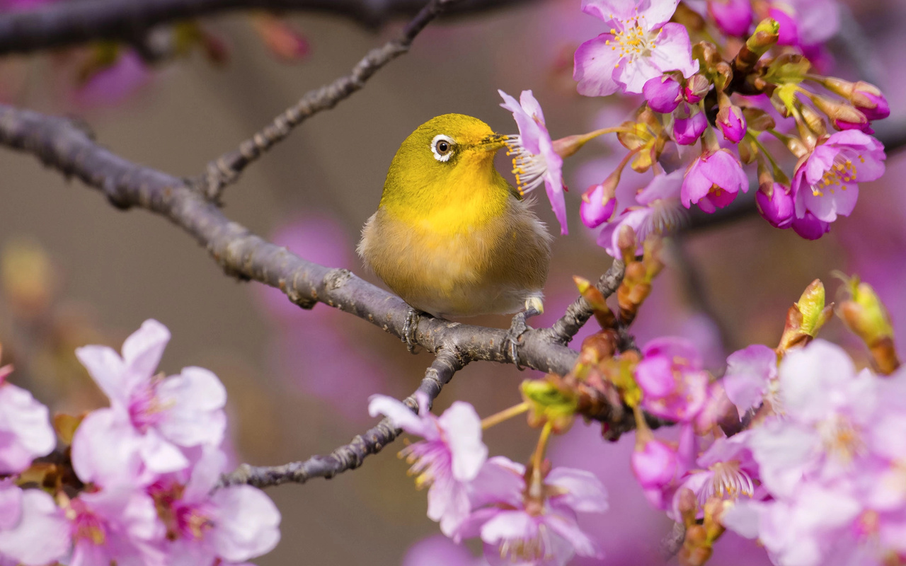  , , ,  , , , , , white-eye