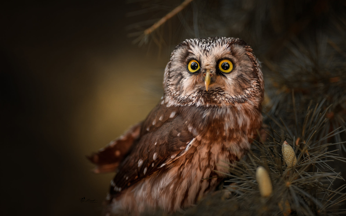 , , ,  , , tanja brandt, , , 