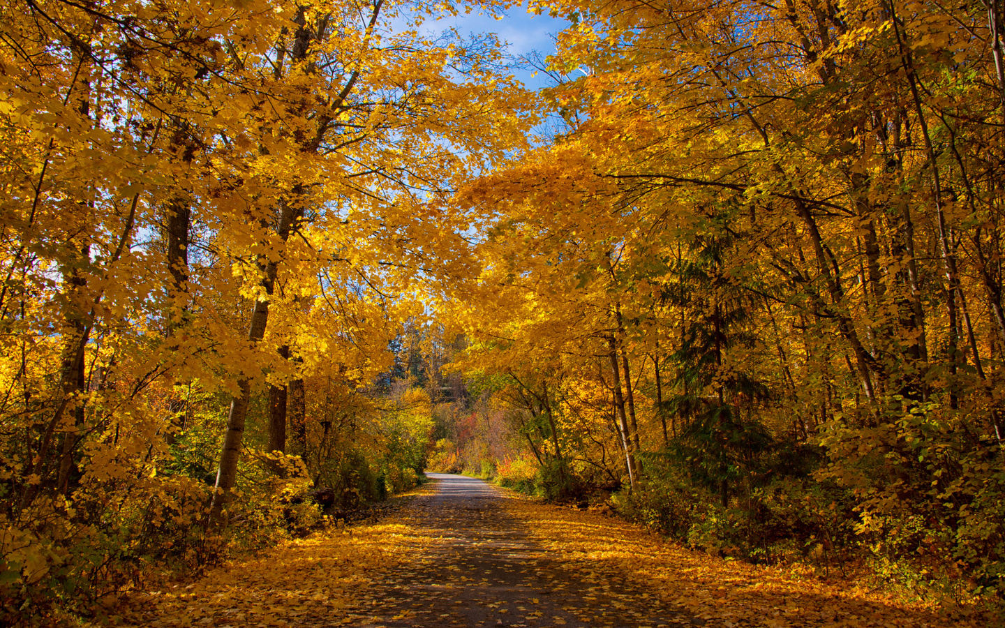 , , , sandyk29, kokanee creek provincial park in british columbia /   -   