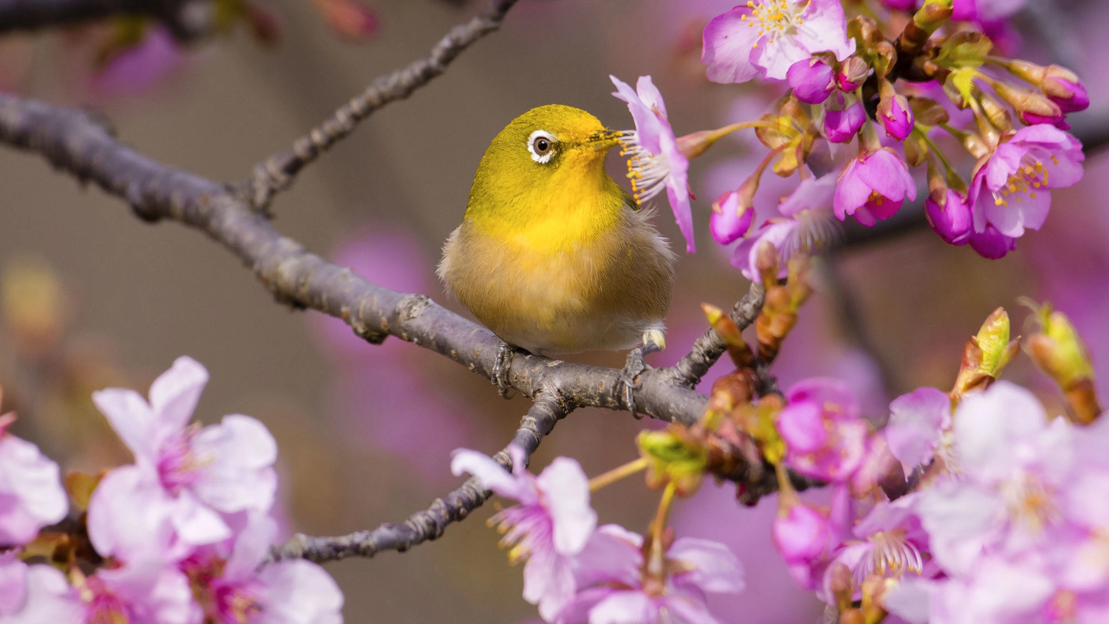  , , ,  , , , , , white-eye