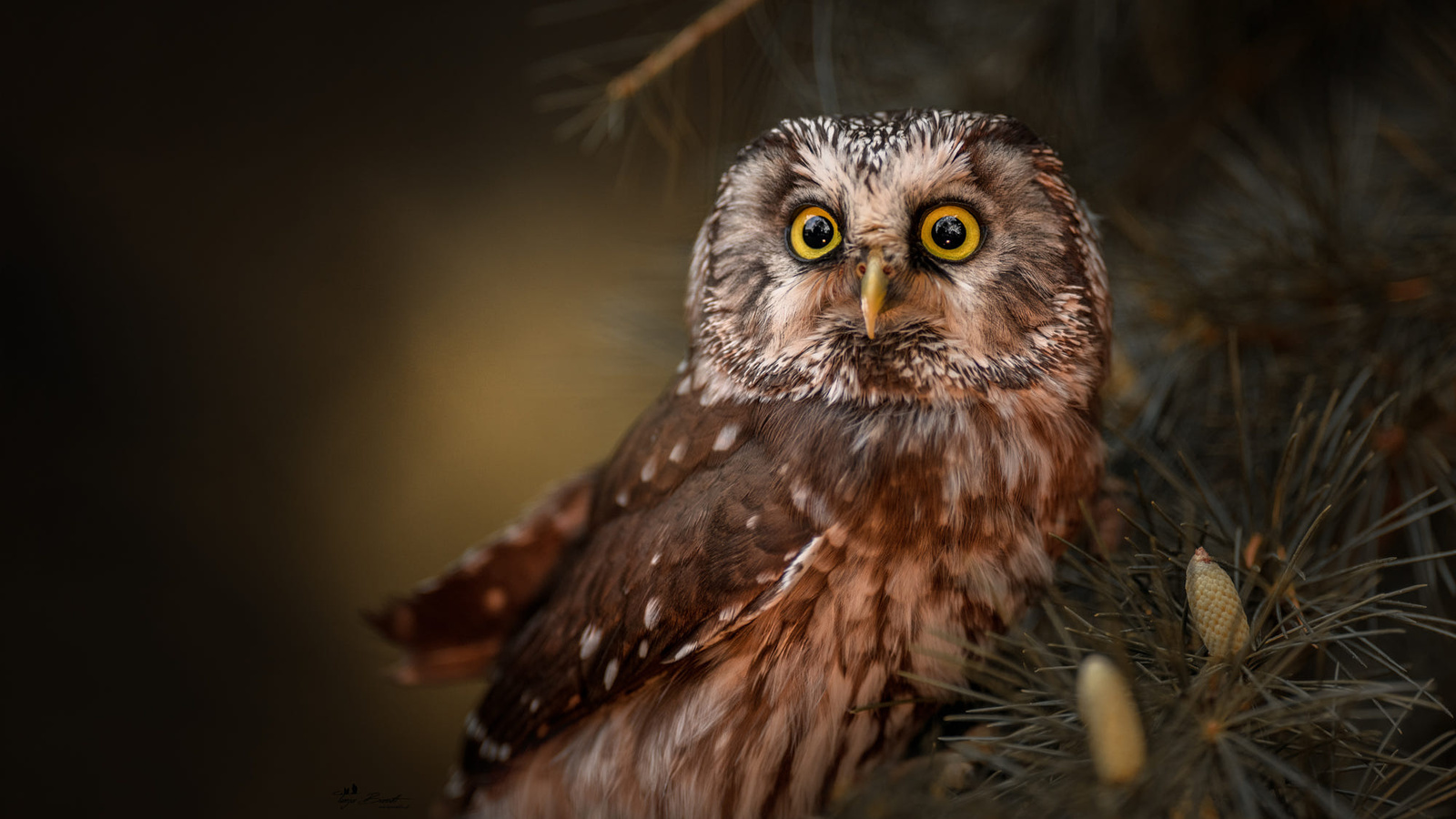 , , ,  , , tanja brandt, , , 