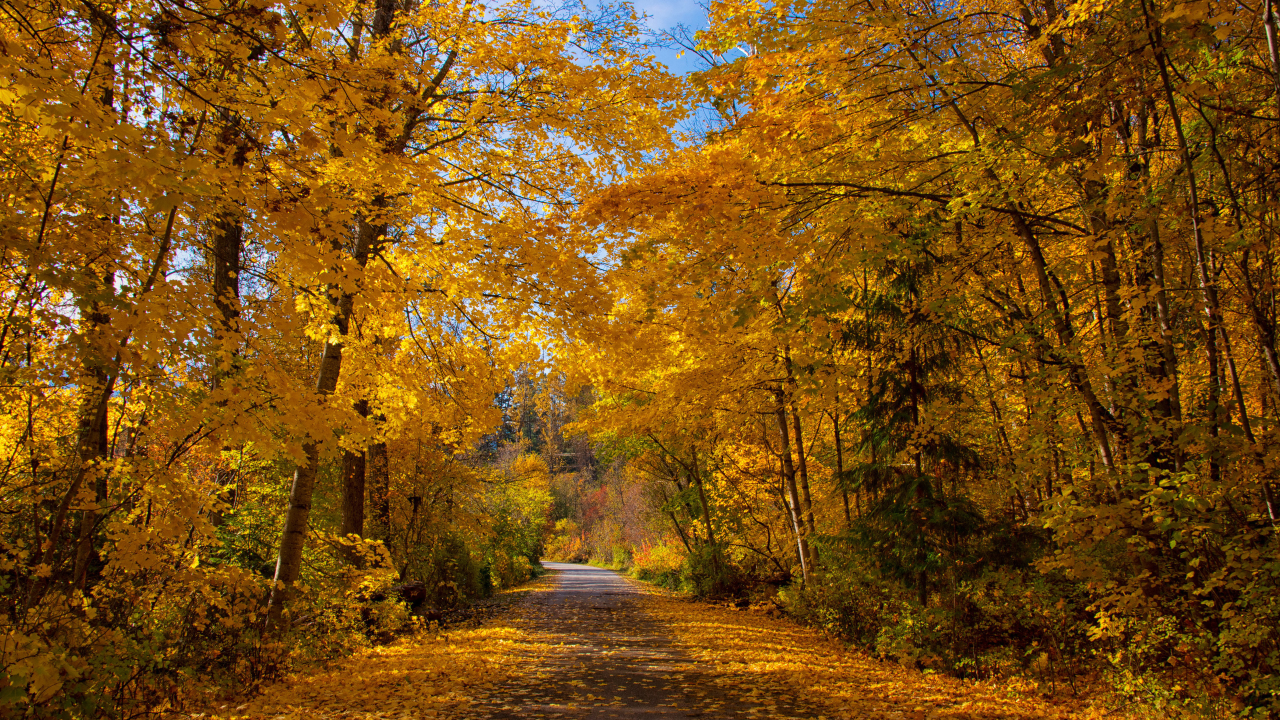 , , , sandyk29, kokanee creek provincial park in british columbia /   -   