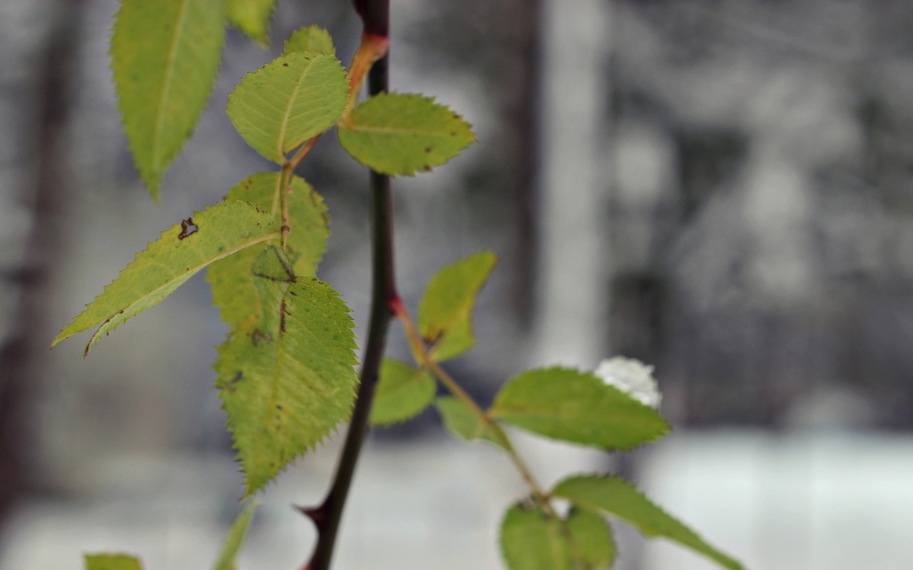 , , , , , , winter, snow, , nature, leaves, thorns, , , bart