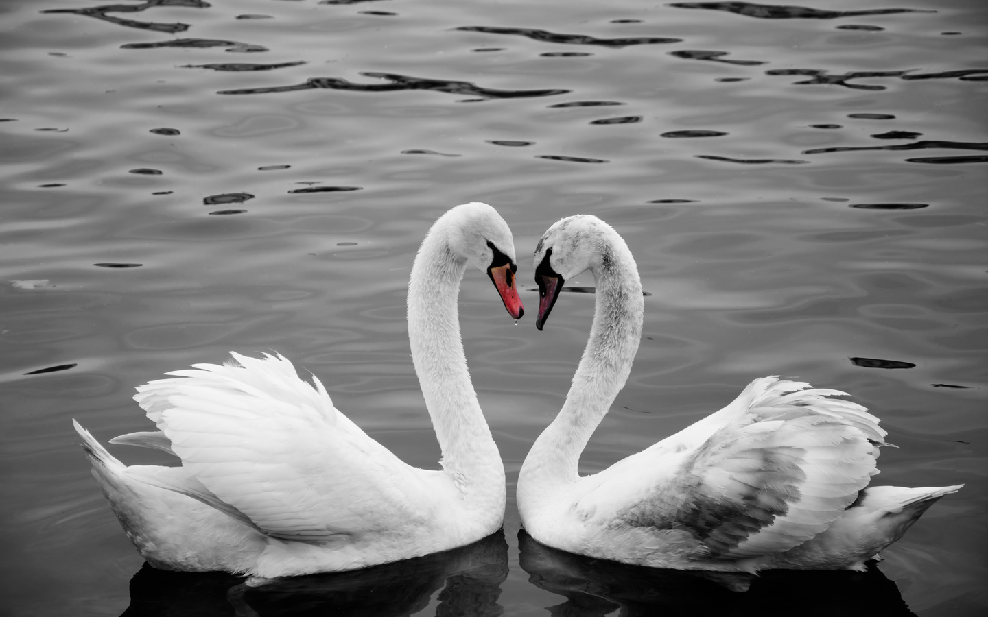 two, swan, neck, bird, birds, water, river, love, prague, , , , , , , , , , 