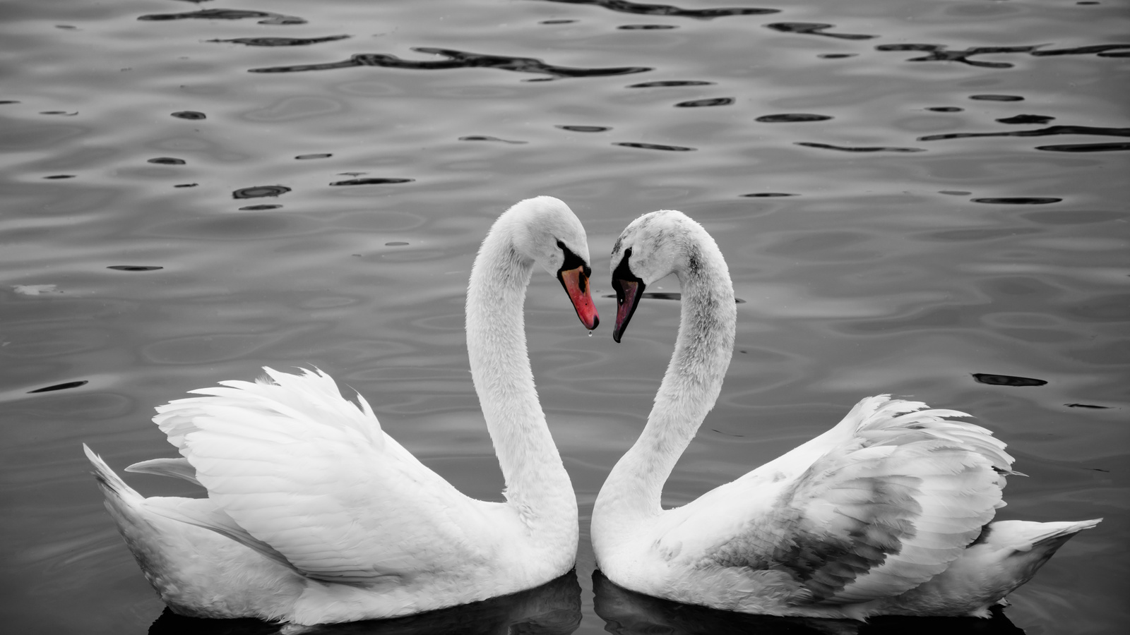 two, swan, neck, bird, birds, water, river, love, prague, , , , , , , , , , 