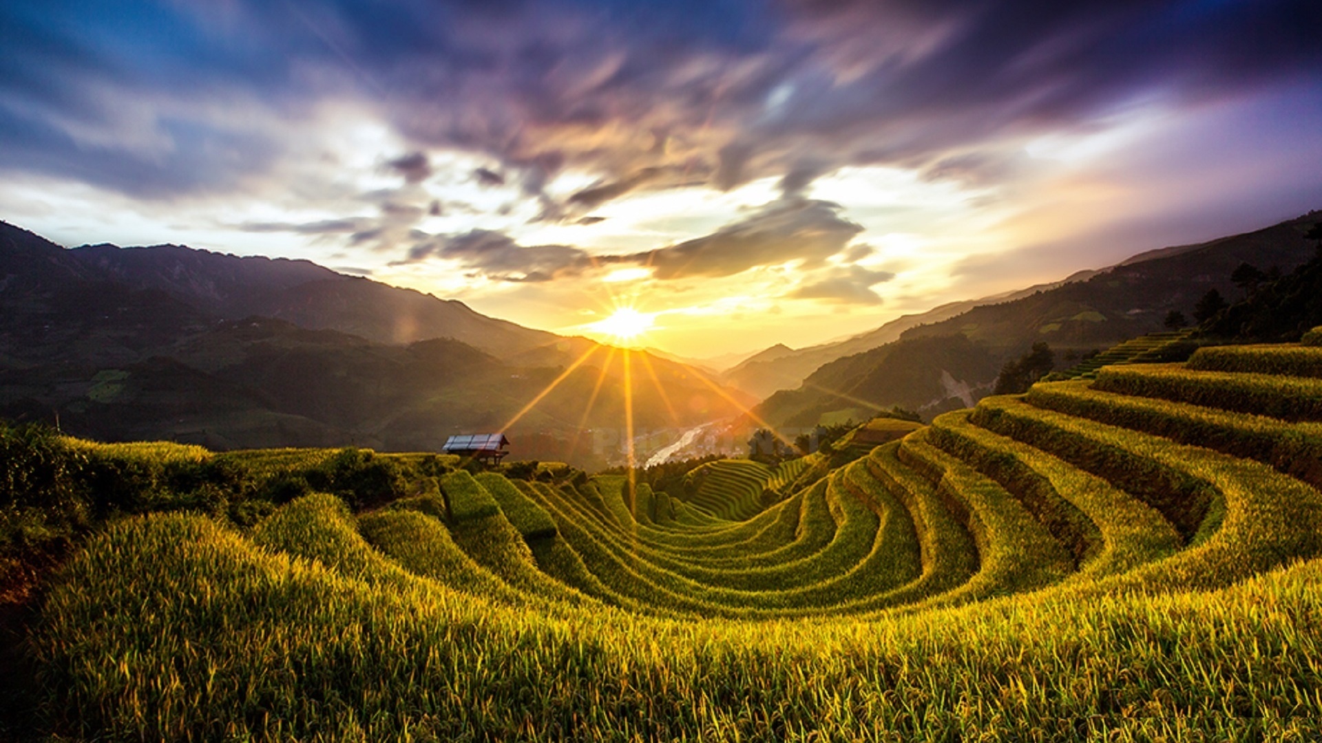 mu cang chai rice, , , , quanphoto