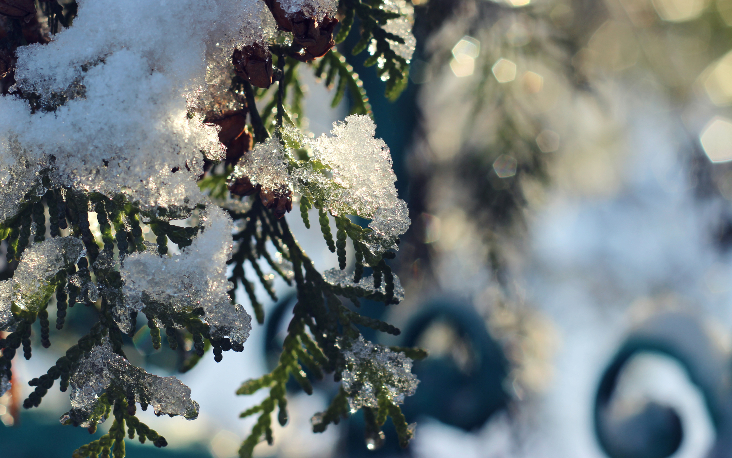 , , , , , , , , , , , , , winter, snow, frost, fir-tree, thuja, a sun, , fence, nature, bart