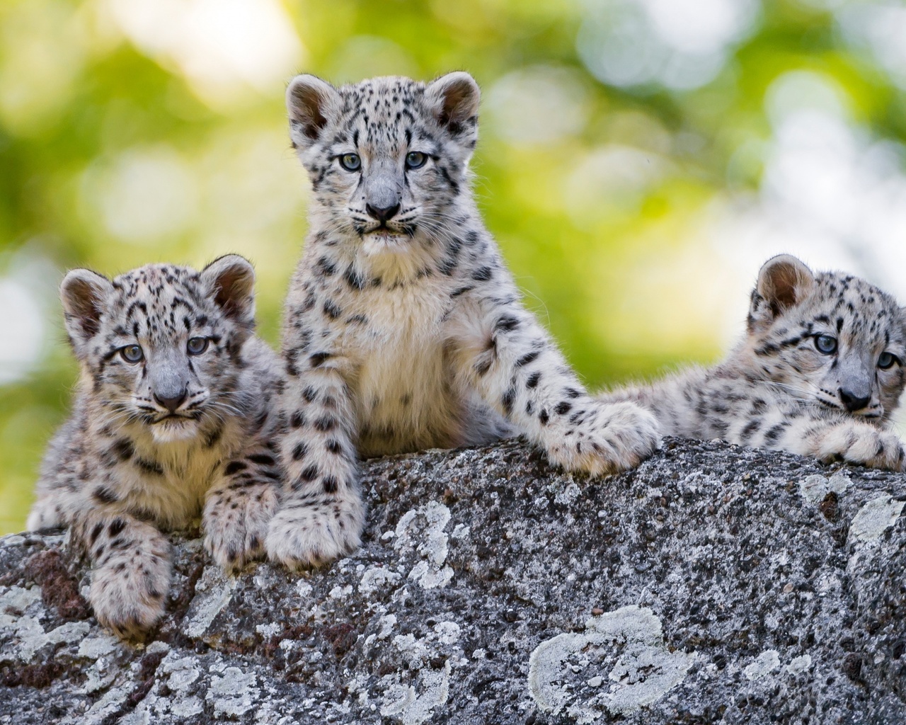  , , , snow leopard, irbis, cubs