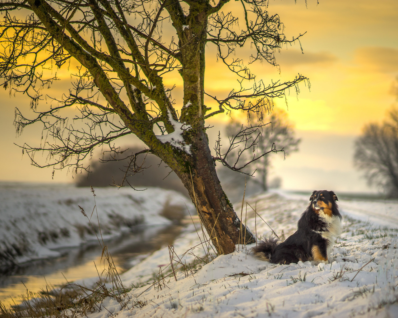 snow, river, dog, sun, tree, sunset, australian shepherd, canine, sunlight, road, winter