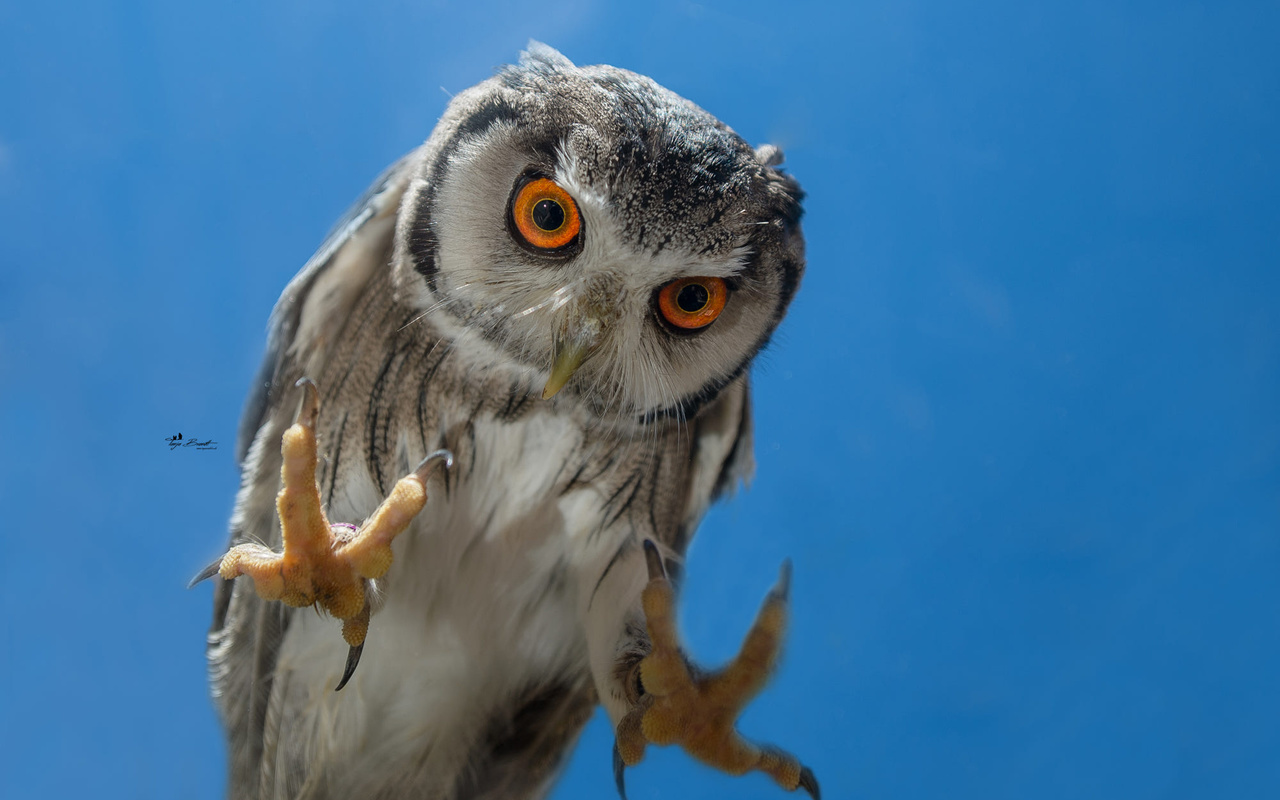 , , , tanja brandt