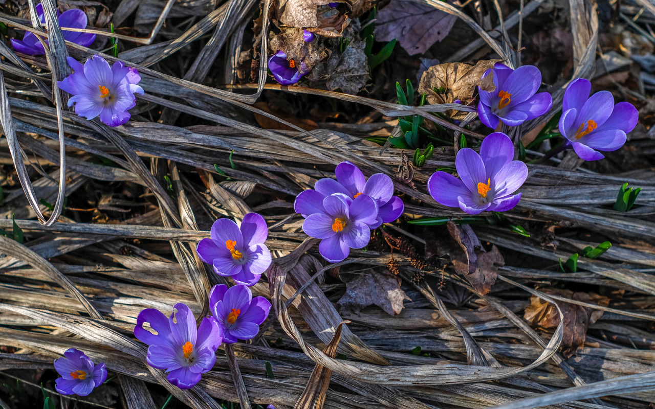 , , , , , jazzmatica, flowers, nature, macro, spring, crocuses