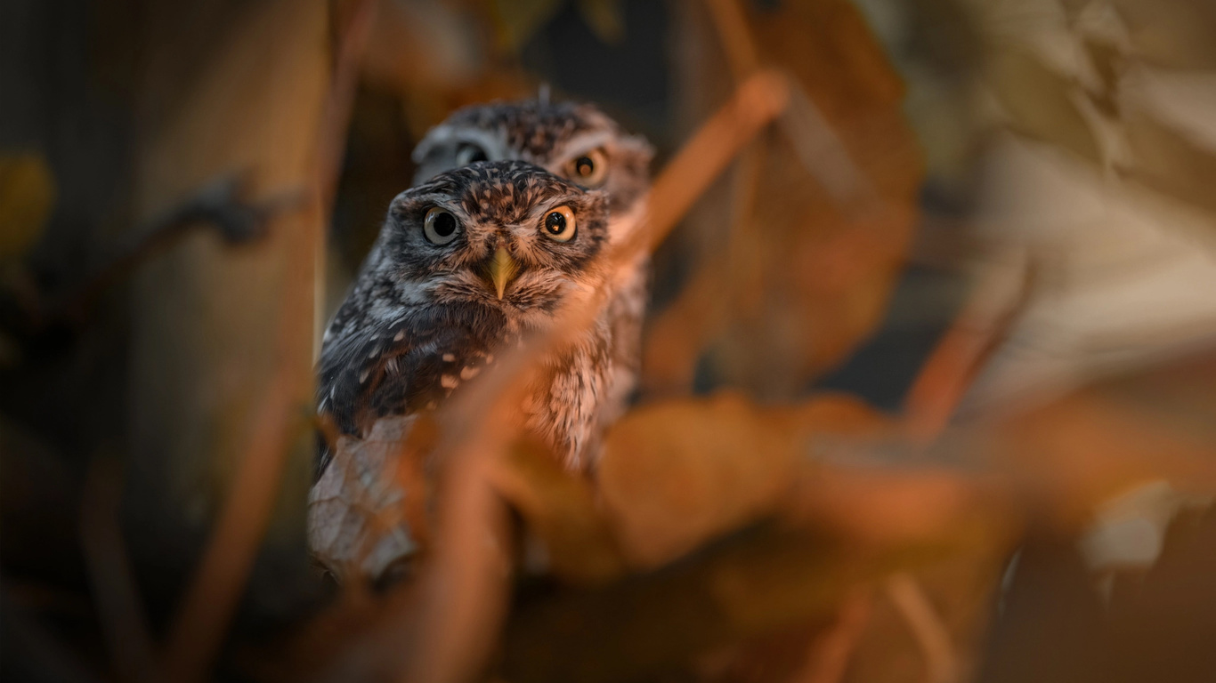 tanja brandt,  , , , , , 