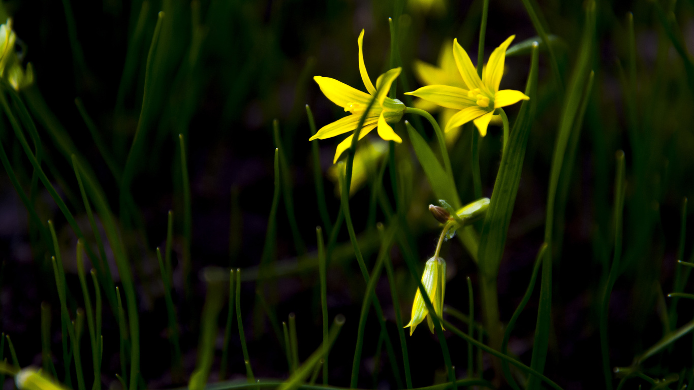 , , , flowers