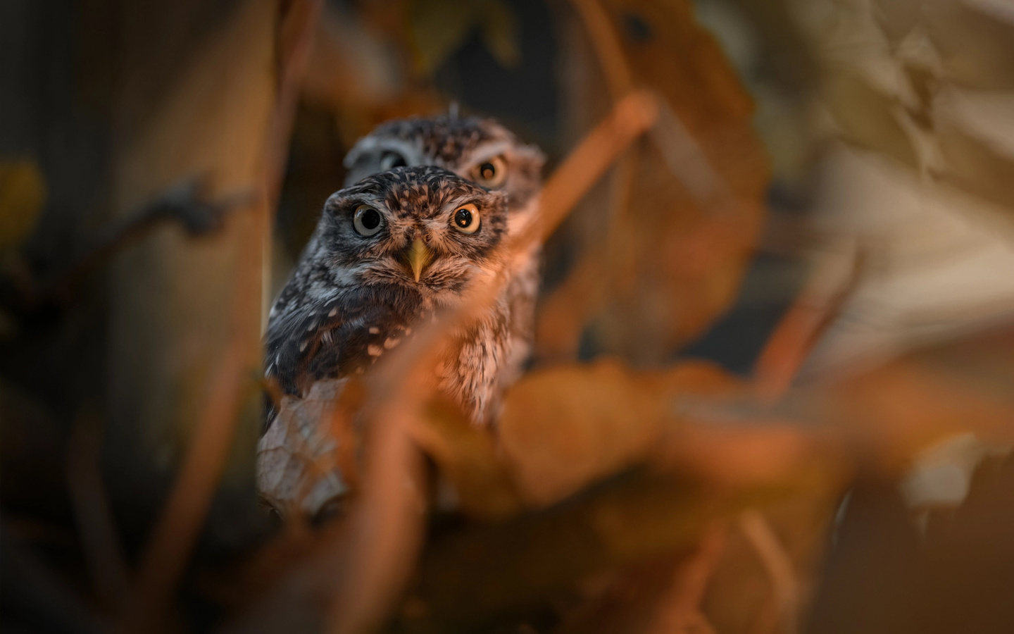 tanja brandt,  , , , , , 