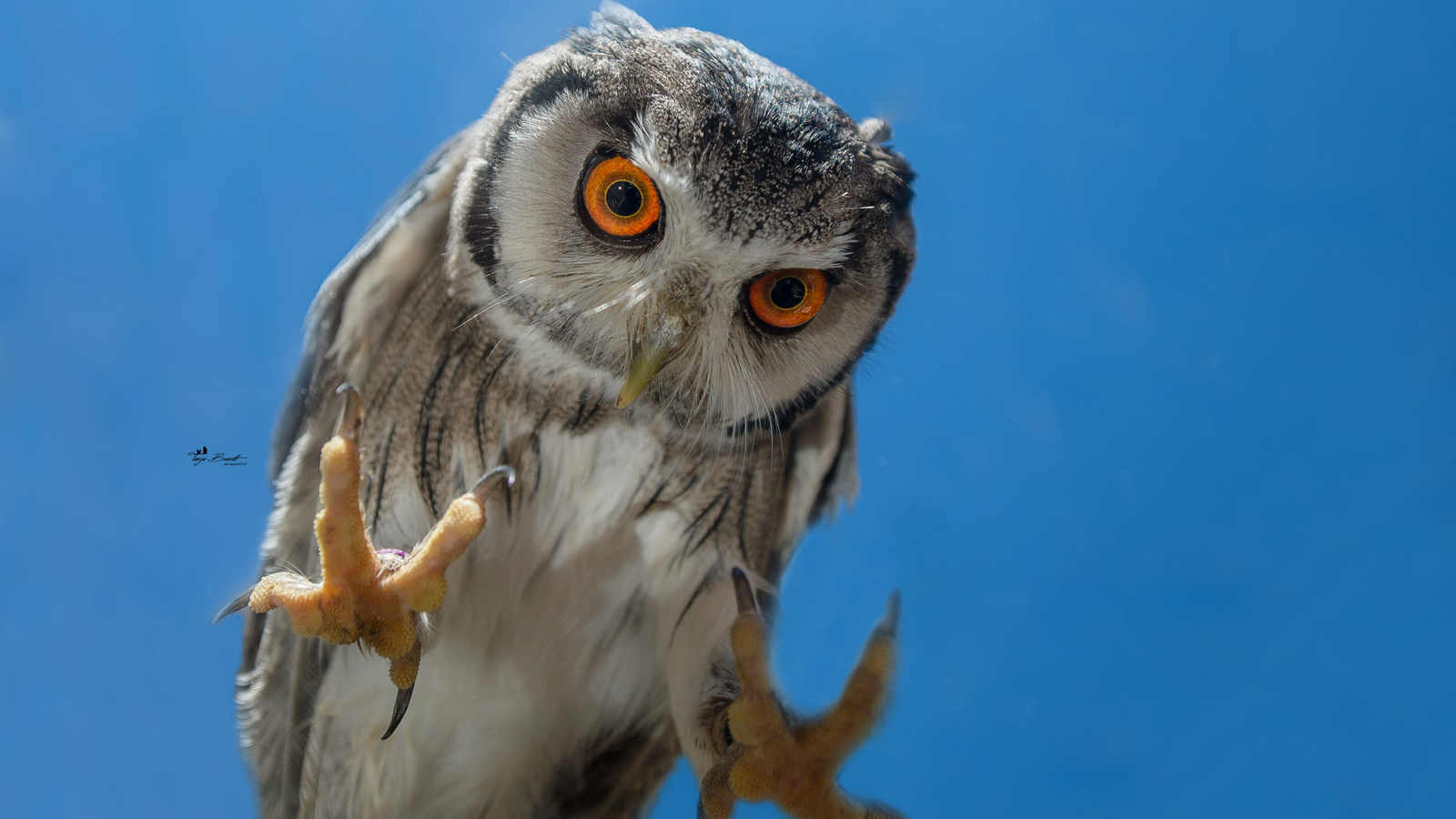 , , , tanja brandt