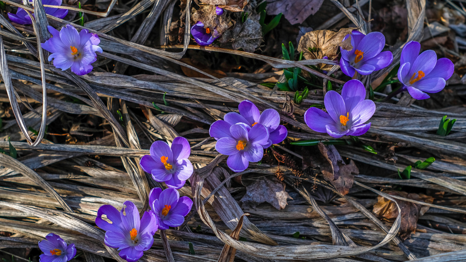 , , , , , jazzmatica, flowers, nature, macro, spring, crocuses