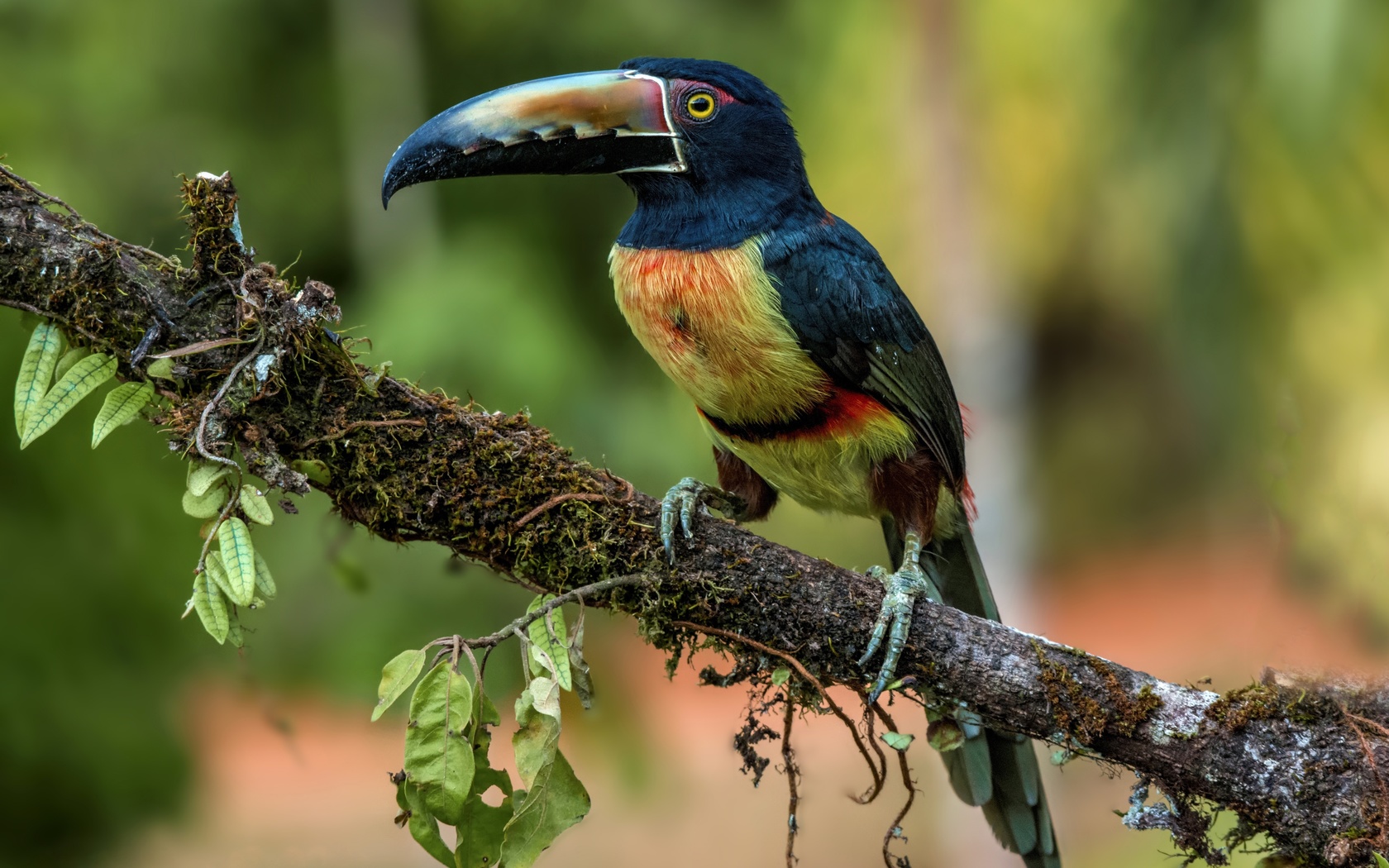 aracari, , , 