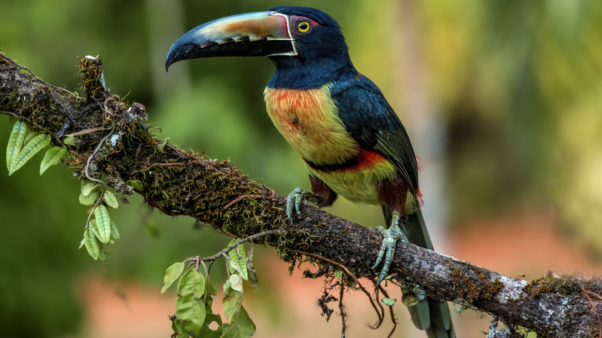 aracari, , , 