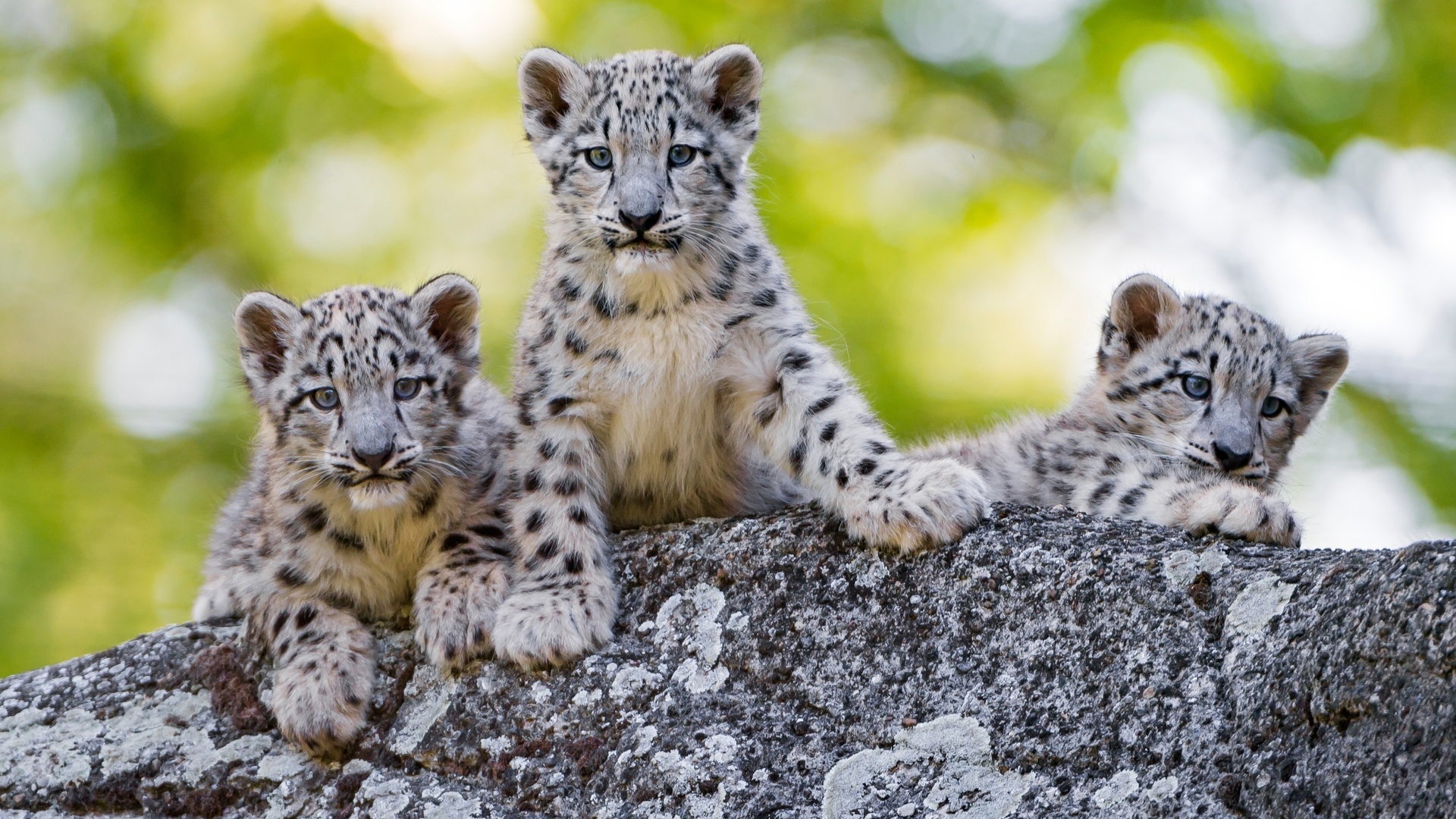  , , , snow leopard, irbis, cubs