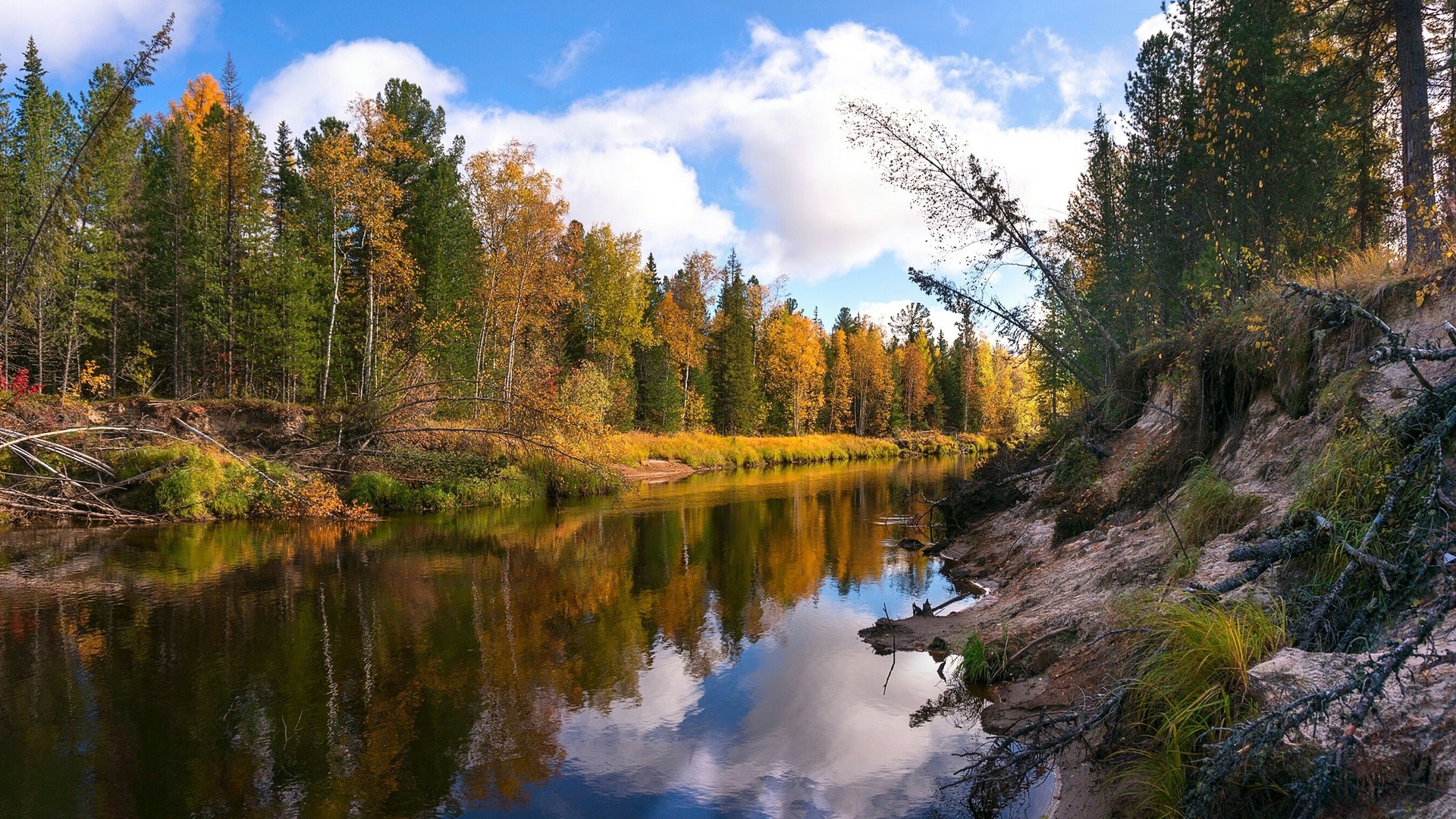 Пейзаж леса картинка