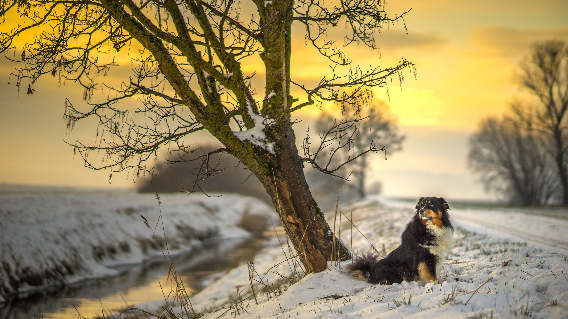 snow, river, dog, sun, tree, sunset, australian shepherd, canine, sunlight, road, winter