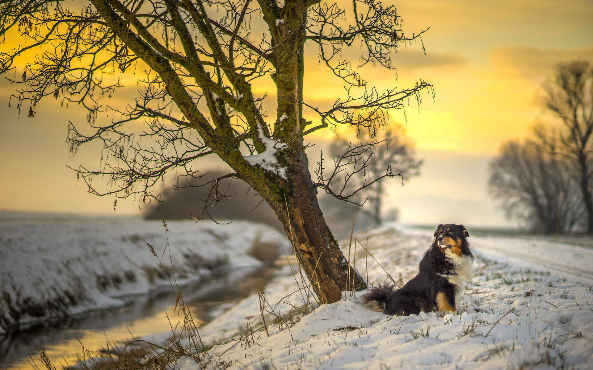 snow, river, dog, sun, tree, sunset, australian shepherd, canine, sunlight, road, winter