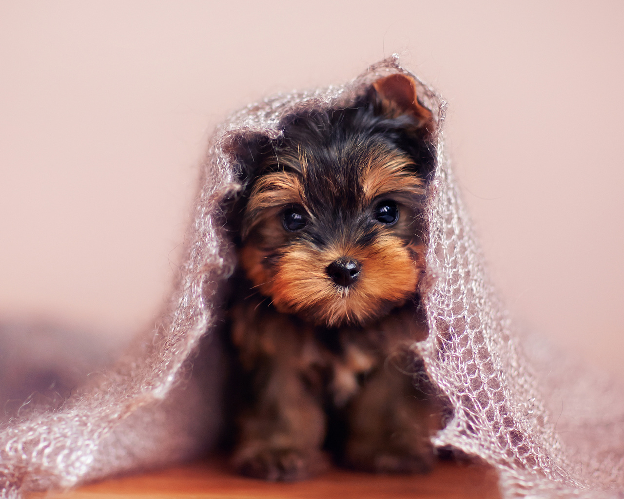 yorkshire terrier, 