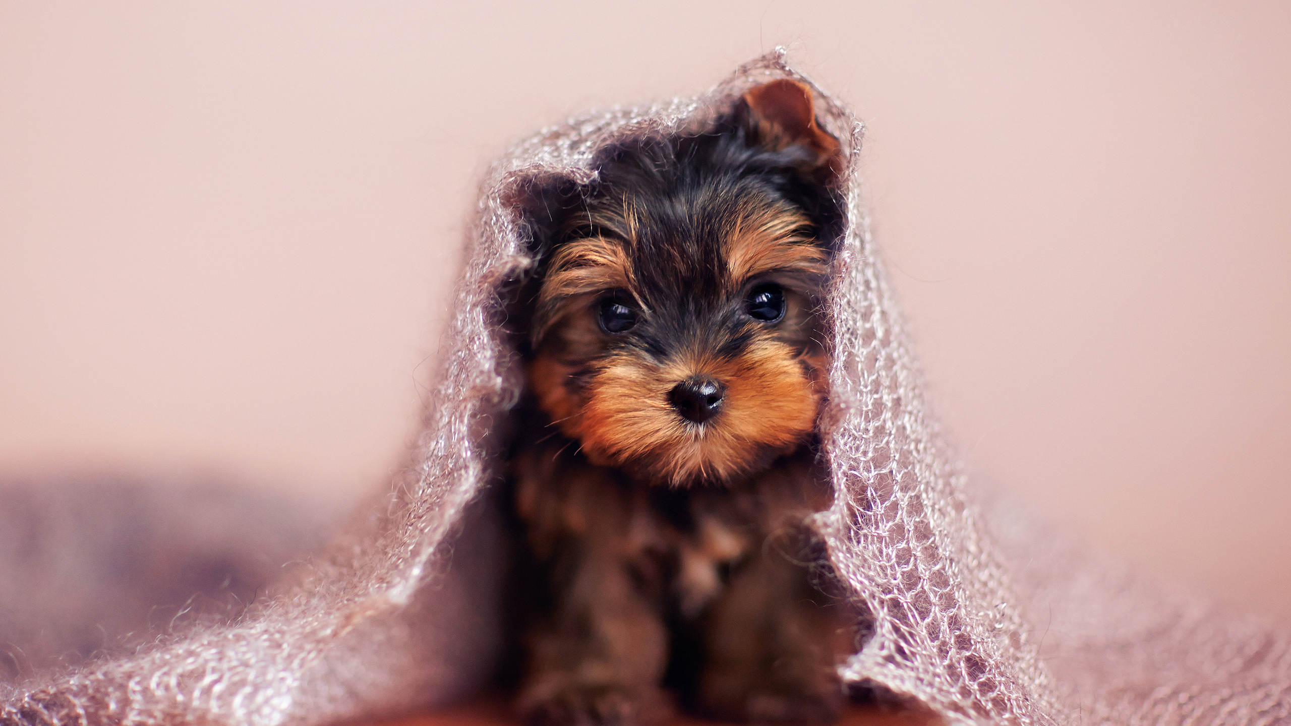 yorkshire terrier, 