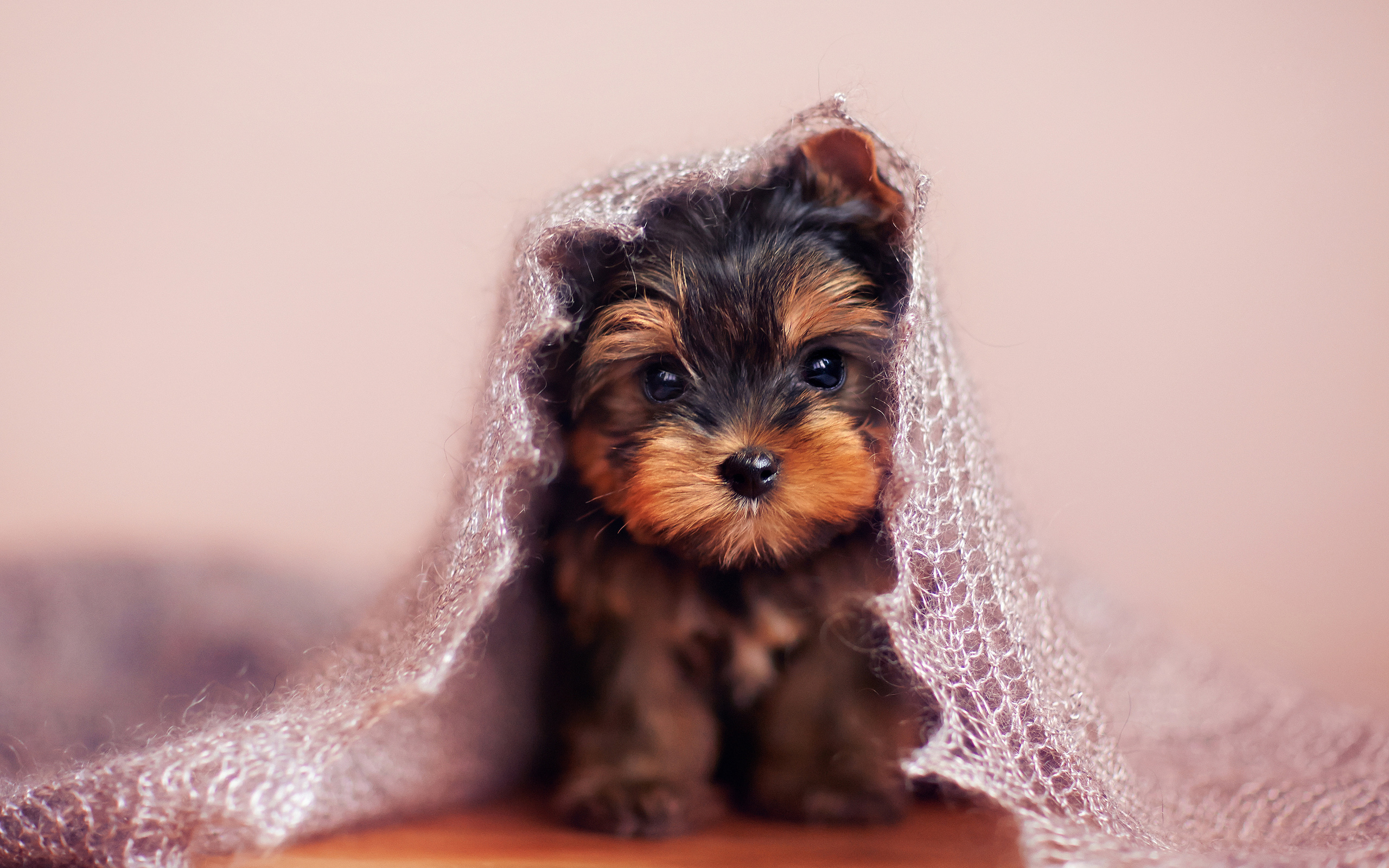 yorkshire terrier, 