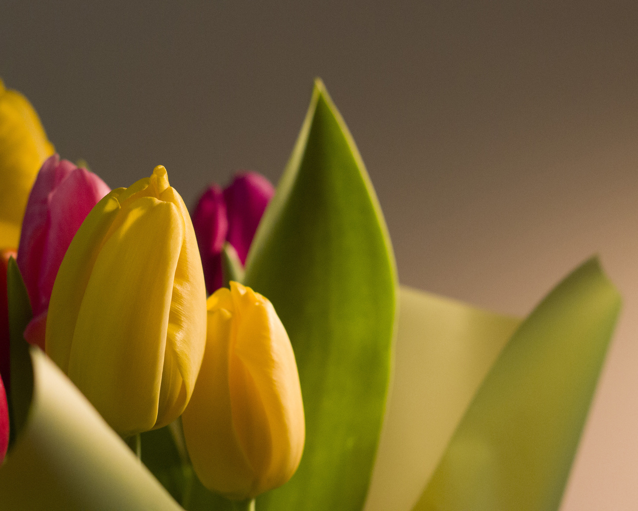 bart, , , 8 , , , , , , flowers, tulips, march 8, holiday, macro, fon, bokeh, nature, , , 8 , 