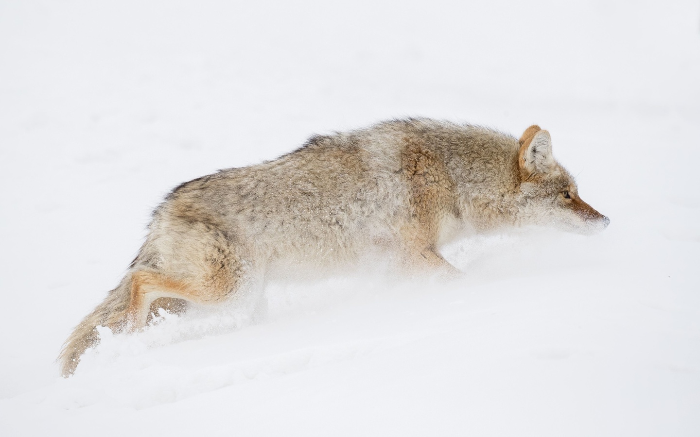 ,   , , coyote, yellowstone national park