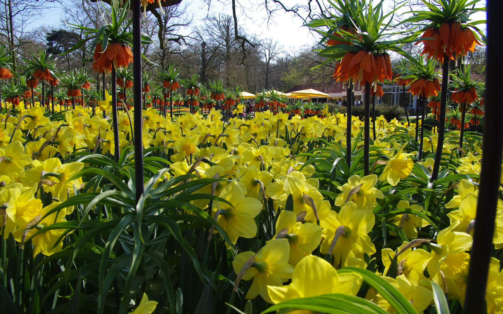 netherlands, keukenhof lisse, ,  , , , 