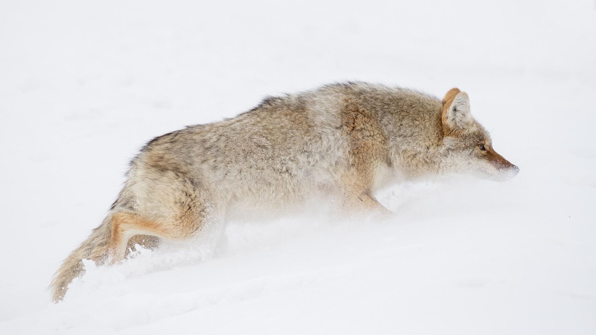 ,   , , coyote, yellowstone national park