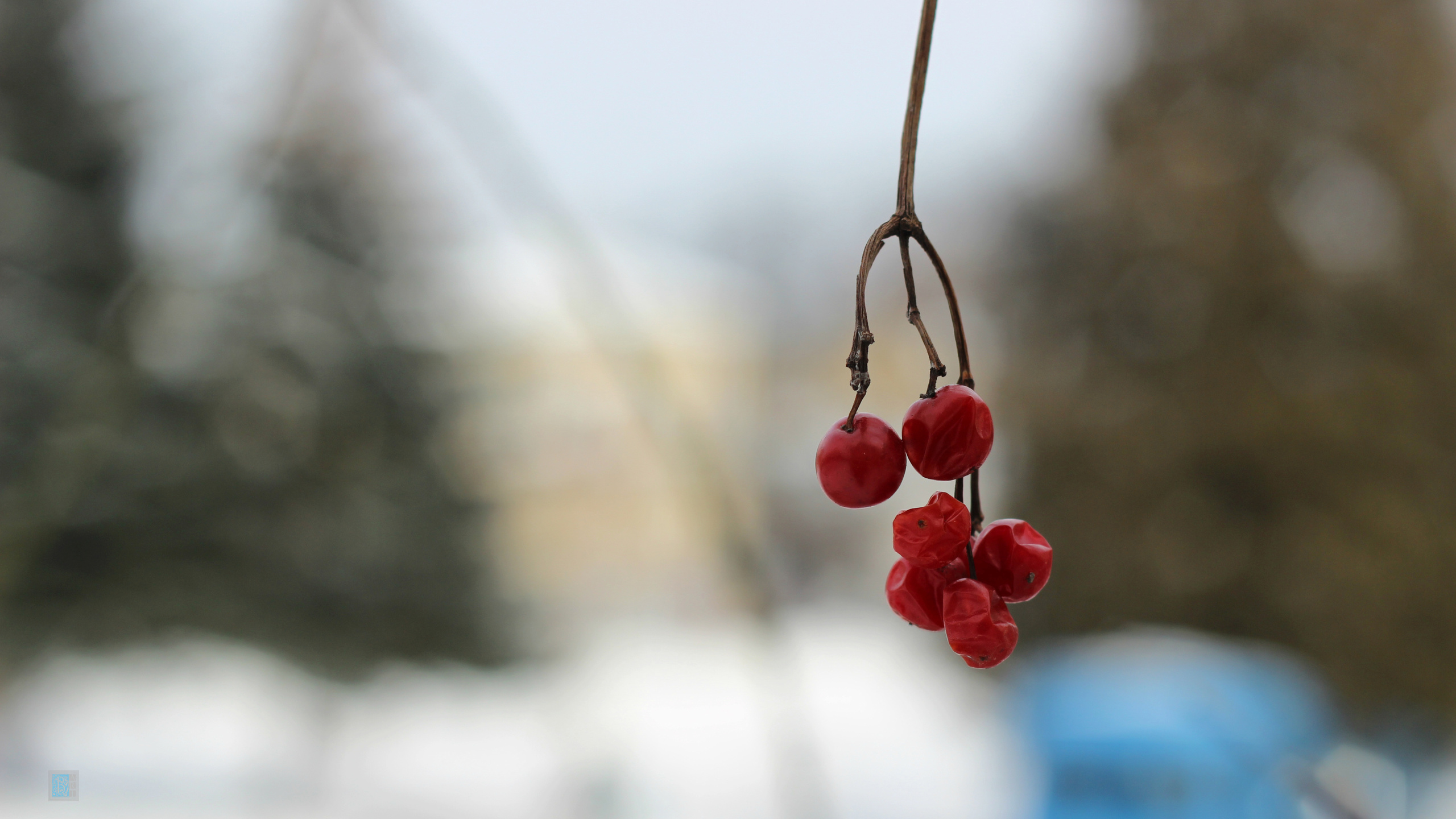 bart, , , , , , , winter, snow, nature, , , , guelder rose, macro, background