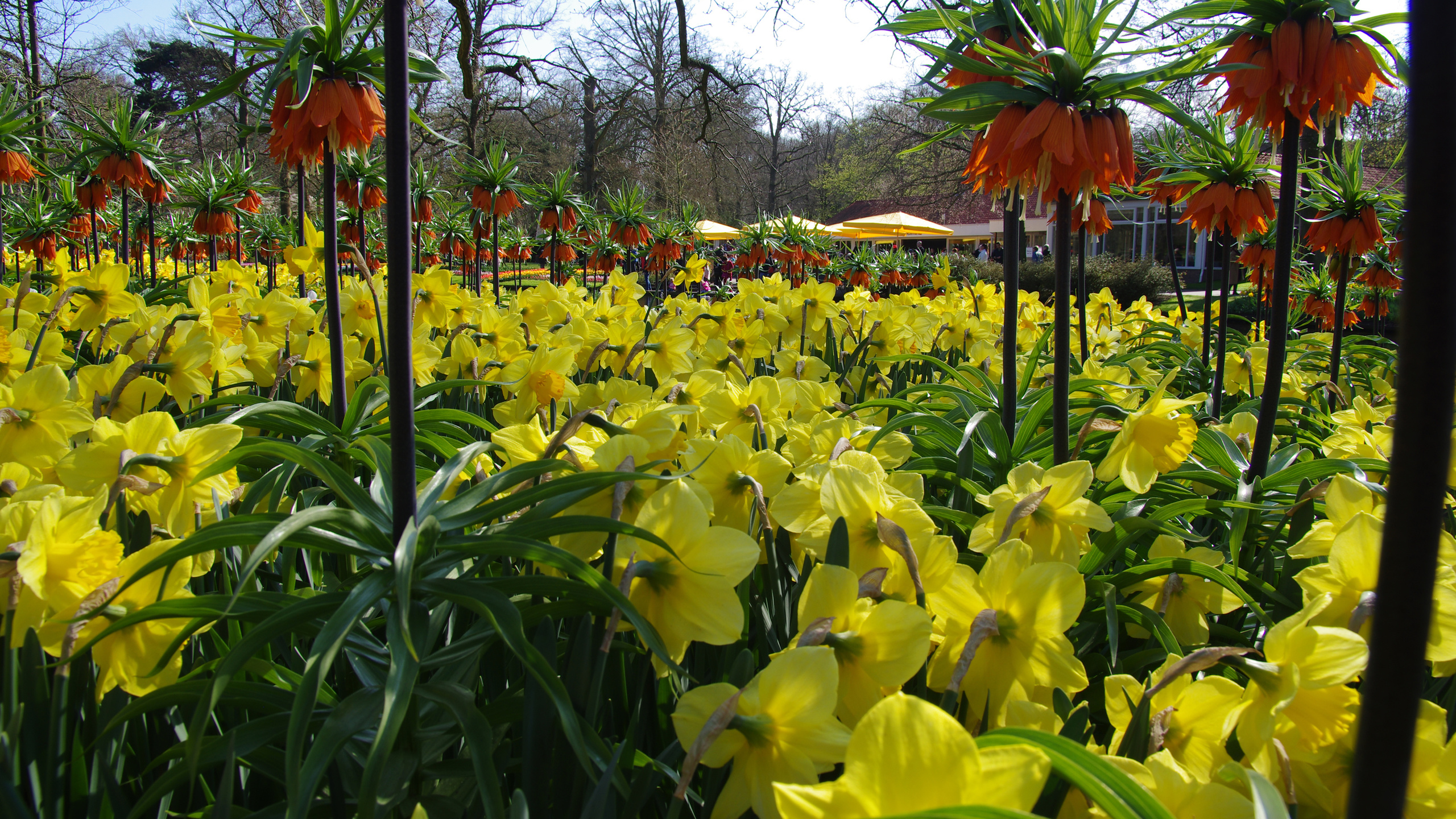 netherlands, keukenhof lisse, ,  , , , 