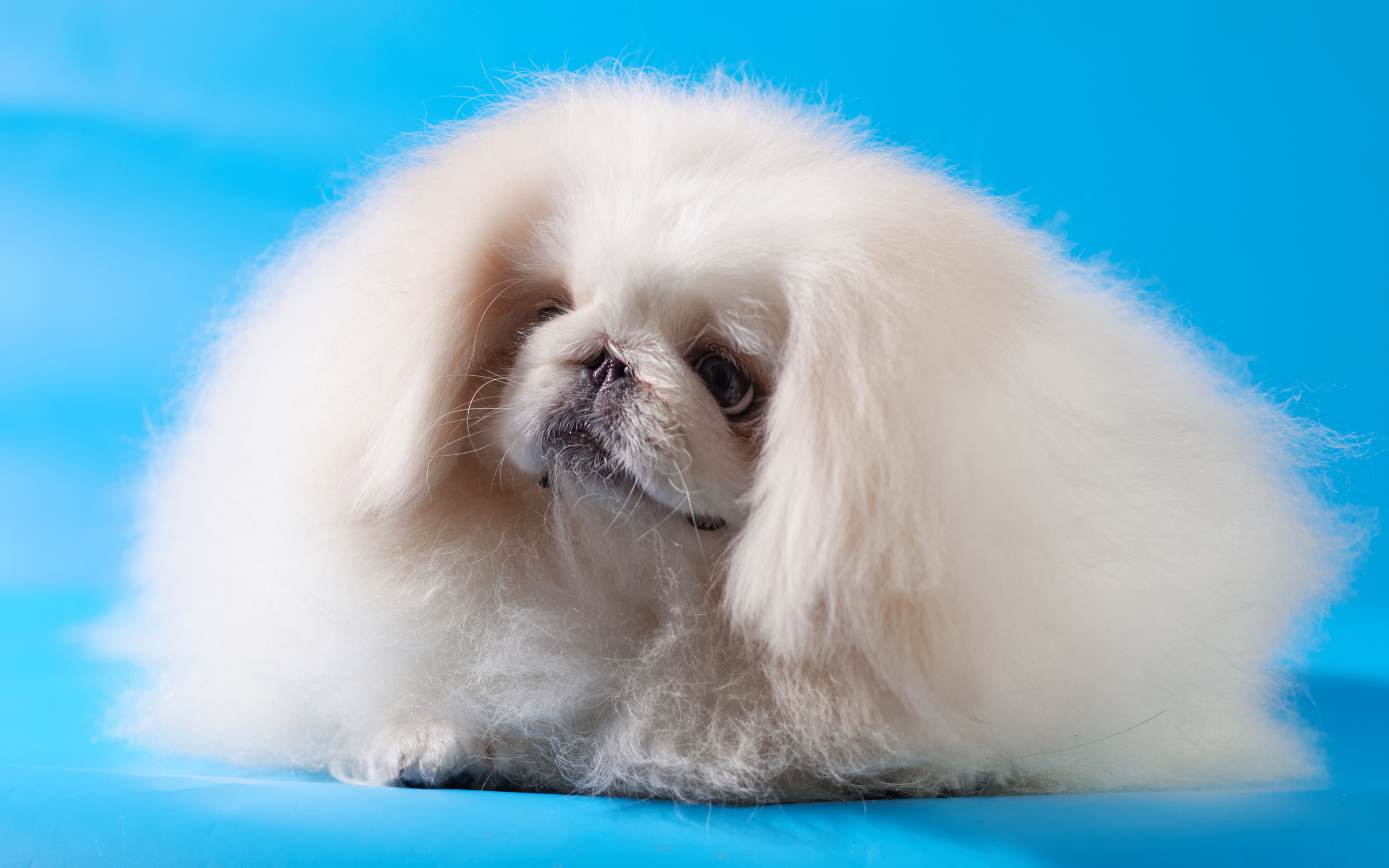 pekingese, dog, dogs