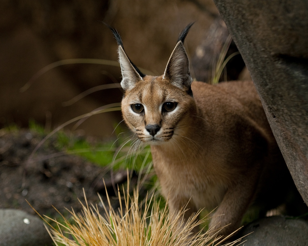 ,  , caracal