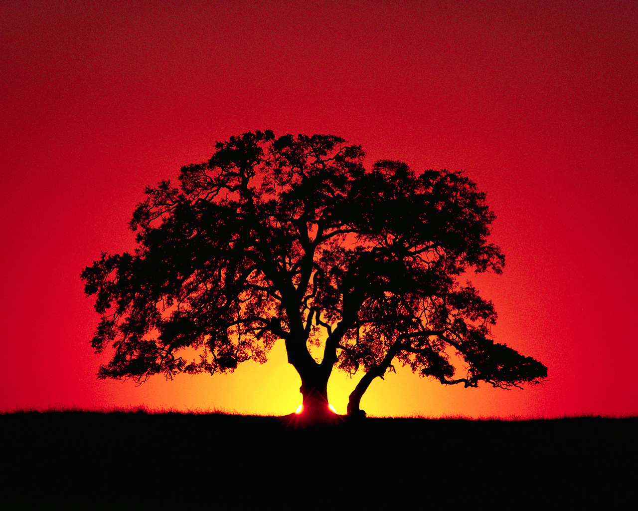 tree, rays, silhouette, the sky, horizon, sunset