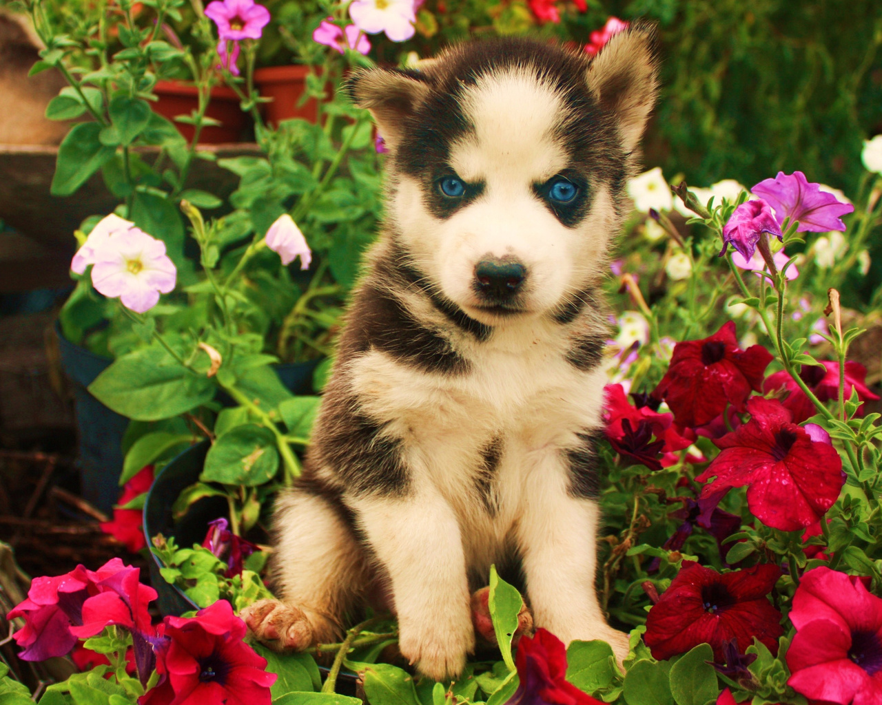 husky, blue eyes, cute, animals, dogs