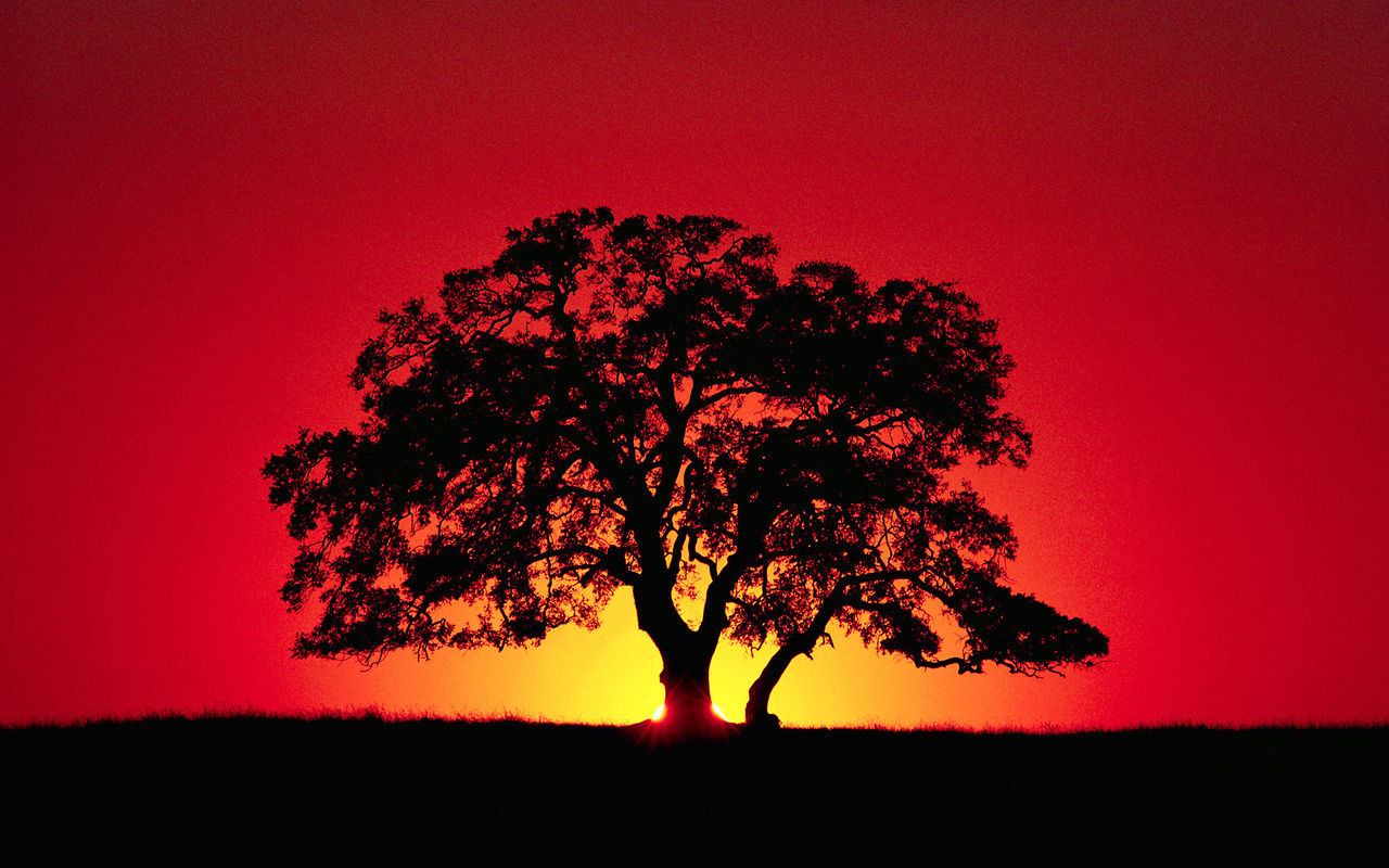 tree, rays, silhouette, the sky, horizon, sunset