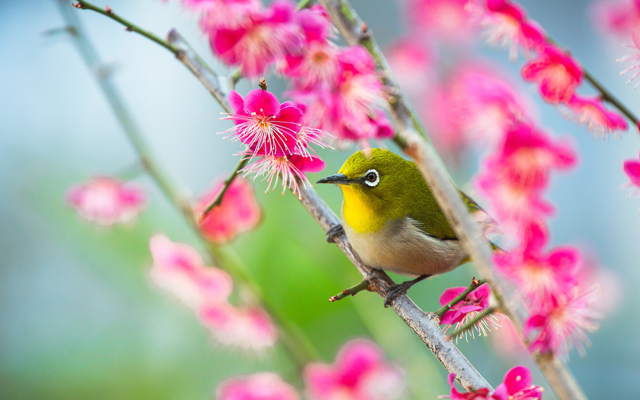 , , , , ,  , ,  , white-eye, , 