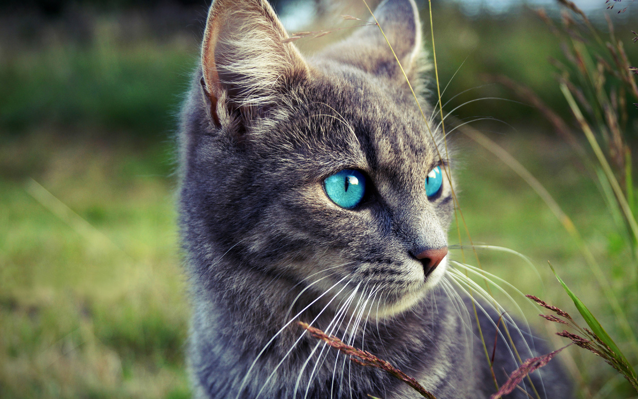 cats, blue, eyes